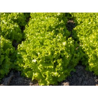 Compra LECHUGA SESMARIA Pildorada (10.000 Semillas) en la tienda online Fito Agrícola