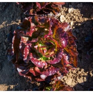 Compra LECHUGA SINISA ECOLÓGICA Pildorada (10.000 Semillas) en la tienda online Fito Agrícola