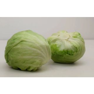 Compra LECHUGA TAKU Pildorada (1.000 Semillas) en la tienda online Fito Agrícola