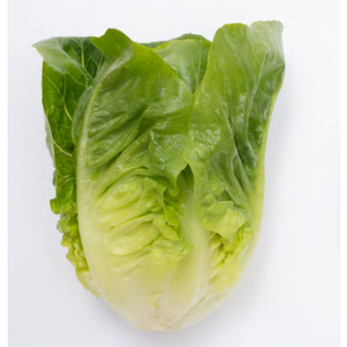 Compra LECHUGA THEMES Pildorada (25.000 Semillas) en la tienda online Fito Agrícola