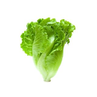 Compra LECHUGA THERAS Pildorada (25.000 Semillas) en la tienda online Fito Agrícola