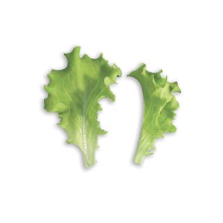 Compra LECHUGA TT EXPRESS (500 gr.) en la tienda online Fito Agrícola