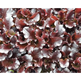 Compra LECHUGA TT SUBLIME (5 Kgr.). en la tienda online Fito Agrícola