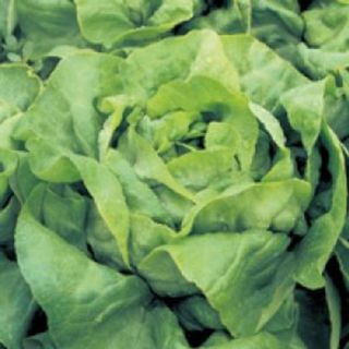 Compra LECHUGA TOUAREG Pildorada (5.000 Semillas). en la tienda online Fito Agrícola