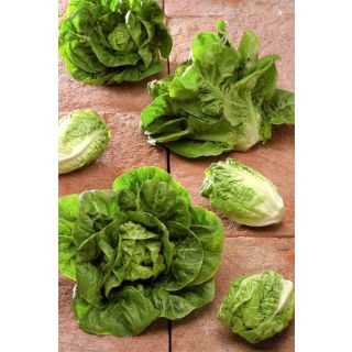 Compra LECHUGA URBIÓN Pildorada (1.000 Semillas) en la tienda online Fito Agrícola