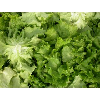 Compra LECHUGA VALVANERA Pildorada (1.000 Semillas) en la tienda online Fito Agrícola