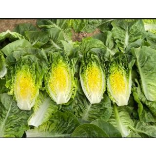 Compra LECHUGA XANBERA Pildorada (10.000 Semillas) en la tienda online Fito Agrícola