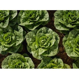 Compra LECHUGA XANSTART Pildorada (10.000 Semillas) en la tienda online Fito Agrícola