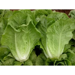 Compra LECHUGA INVIERNO DE MALLORCA Sel. Yerga Pildorada (5.000 Semillas) en la tienda online Fito Agrícola