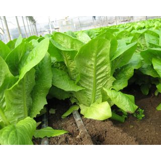 Compra LECHUGA SEGESTA Pildorada (25.000 Semillas). en la tienda online Fito Agrícola