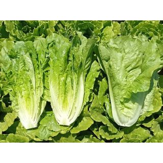 Compra LECHUGA PAJARES Pildorada (1.000 Semillas) en la tienda online Fito Agrícola