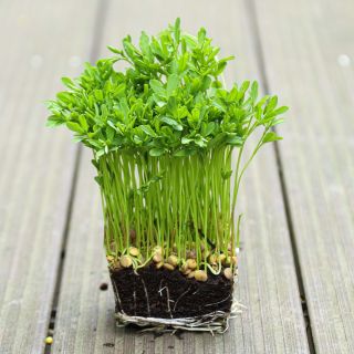 Compra LENTEJA ROJA MICROGREENS (5 Kgr.). en la tienda online Fito Agrícola