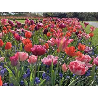 Compra LET'S DANCE (100 Unid.). en la tienda online Fito Agrícola