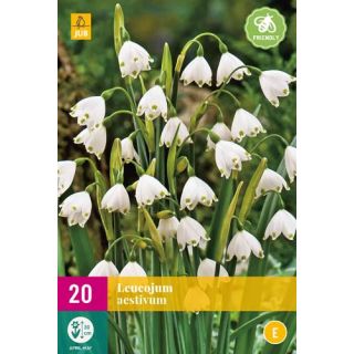 Compra LEUCOJUM AESTIVUM XXL en la tienda online Fito Agrícola