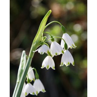 Compra LEUCOJUM GRAVETYE GIANT (100 Unid.). en la tienda online Fito Agrícola