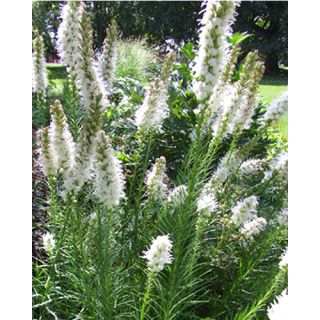 Compra LIATRIS FLORISTAN WHITE (25 Unid.). en la tienda online Fito Agrícola