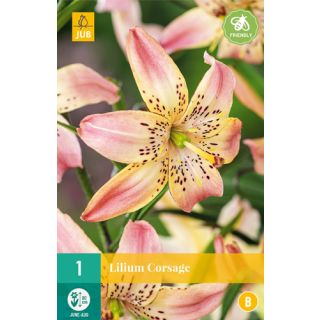 Compra LILIUM CORSAGE en la tienda online Fito Agrícola