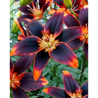 Compra LILIUM FOREVER SUSAN (50 Unid.). en la tienda online Fito Agrícola