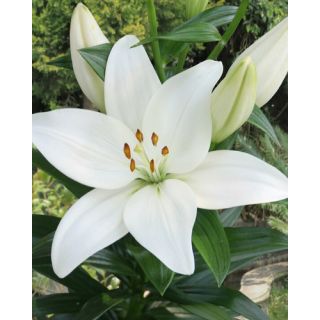 Compra LILIUM KENT (50 Unid.). en la tienda online Fito Agrícola