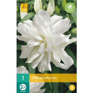 Compra LILIUM LOTUS ICE en la tienda online Fito Agrícola
