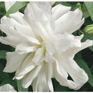 Compra LILIUM LOTUS ICE (50 Unid.). en la tienda online Fito Agrícola