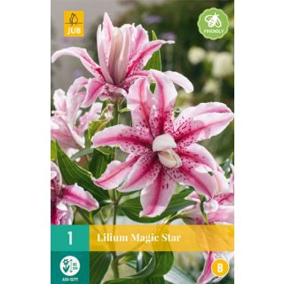 Compra LILIUM MAGIC STAR (50 Unid.). en la tienda online Fito Agrícola