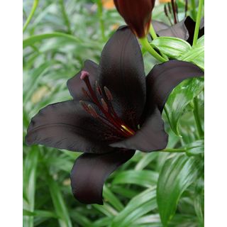 Compra LILIUM NIGHTRIDER (50 Unid.). en la tienda online Fito Agrícola