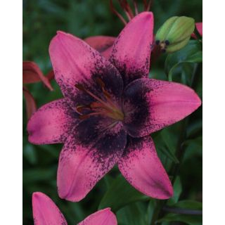 Compra LILIUM PURPLE DREAM (50 Unid.). en la tienda online Fito Agrícola