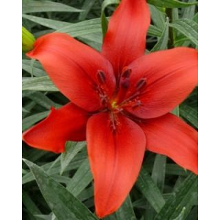 Compra LILIUM RED COUNTY (50 Unid.). en la tienda online Fito Agrícola