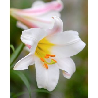 Compra LILIUM REGALE (50 Unid.). en la tienda online Fito Agrícola