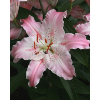 Compra LILIUM VIRTUOSO (50 Unid.). en la tienda online Fito Agrícola