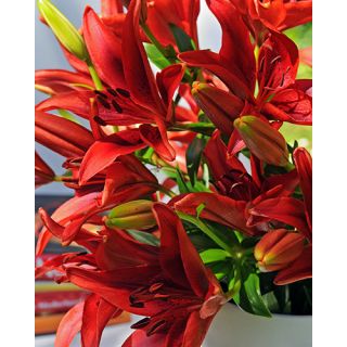 Compra LILIUM RED ASIATICO (50 Unidades). en la tienda online Fito Agrícola