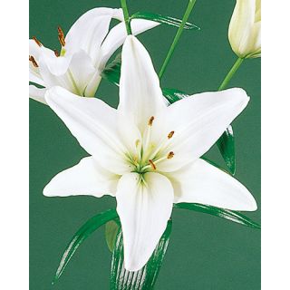 Compra LILIUM WHITE ASIATICO (50 Unidades). en la tienda online Fito Agrícola