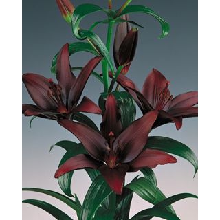 Compra LILIUM BLACK ASIATICO (50 Unidades). en la tienda online Fito Agrícola