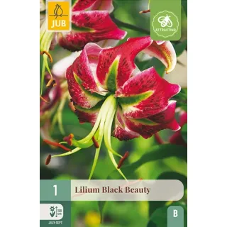 Compra LILIUM BLACK BEAUTY en la tienda online Fito Agrícola