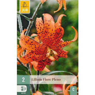 Compra LILIUM FLORE PLENO en la tienda online Fito Agrícola