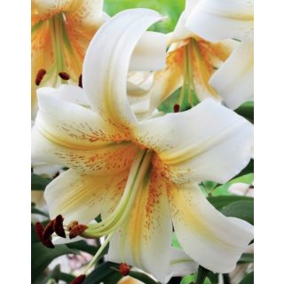 Compra LILIUM MISTER CAS a Granel en la tienda online Fito Agrícola