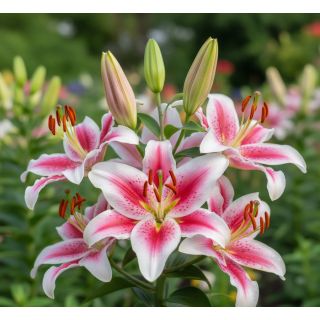 Compra LILIUM ORIENTAL PINK / WHITE a Granel en la tienda online Fito Agrícola