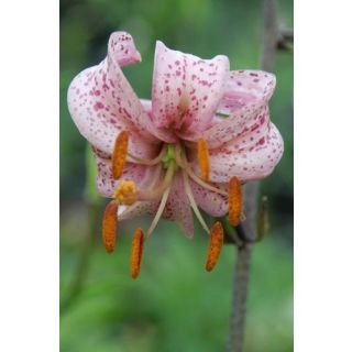 Compra LILIUM PURPLE MORNING (50 Unid.). en la tienda online Fito Agrícola