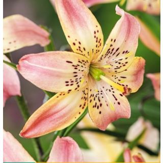 Compra LILIUM CORSAGE (50 Unid.). en la tienda online Fito Agrícola