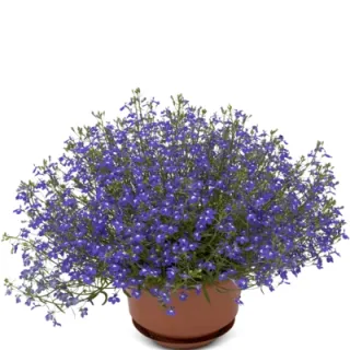 Compra LOBELIA COBALT BLUE Peliculada (1000 Semillas) en la tienda online Fito Agrícola