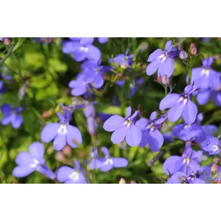 Compra LOBELIA CRYSTAL PALACE Peliculada (1000 Semillas) en la tienda online Fito Agrícola