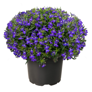 Compra LOBELIA MASTERPIECE AZUL (240 Plantas) en la tienda online Fito Agrícola
