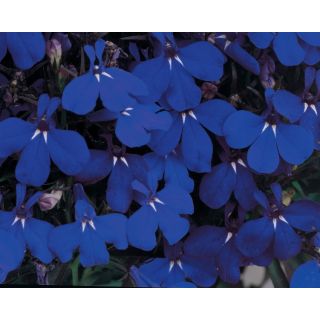 Compra LOBELIA MOON MIDNIGHT Peliculada (1000 Semillas). en la tienda online Fito Agrícola