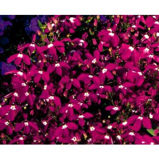 Compra LOBELIA PENDULA FOUNTAIN CRIMSON IMPROVED Peliculada (1000 Semillas) en la tienda online Fito Agrícola