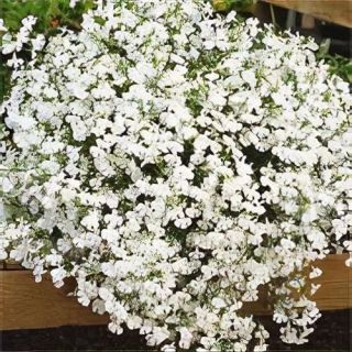 Compra LOBELIA PENDULA FOUNTAIN WHITE Peliculada (1000 Semillas) en la tienda online Fito Agrícola