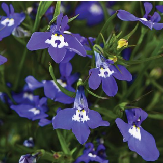 Compra LOBELIA PENDULA SAPPHIRE IMPROVED Peliculada (1000 Semillas) en la tienda online Fito Agrícola