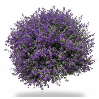 Compra LOBELIA RIVIERA AZUL (240 Plantas) en la tienda online Fito Agrícola