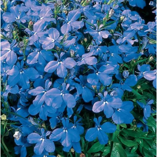 Compra LOBELIA UPRIGHT SKY BLUE Peliculada (1000 Semillas) en la tienda online Fito Agrícola