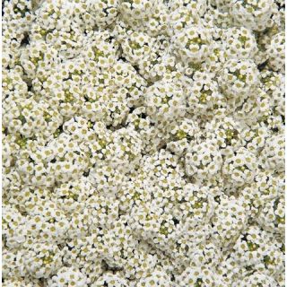 Compra LOBULARIA SNOW CRYSTALS PELICULADA (1000 Semillas). en la tienda online Fito Agrícola